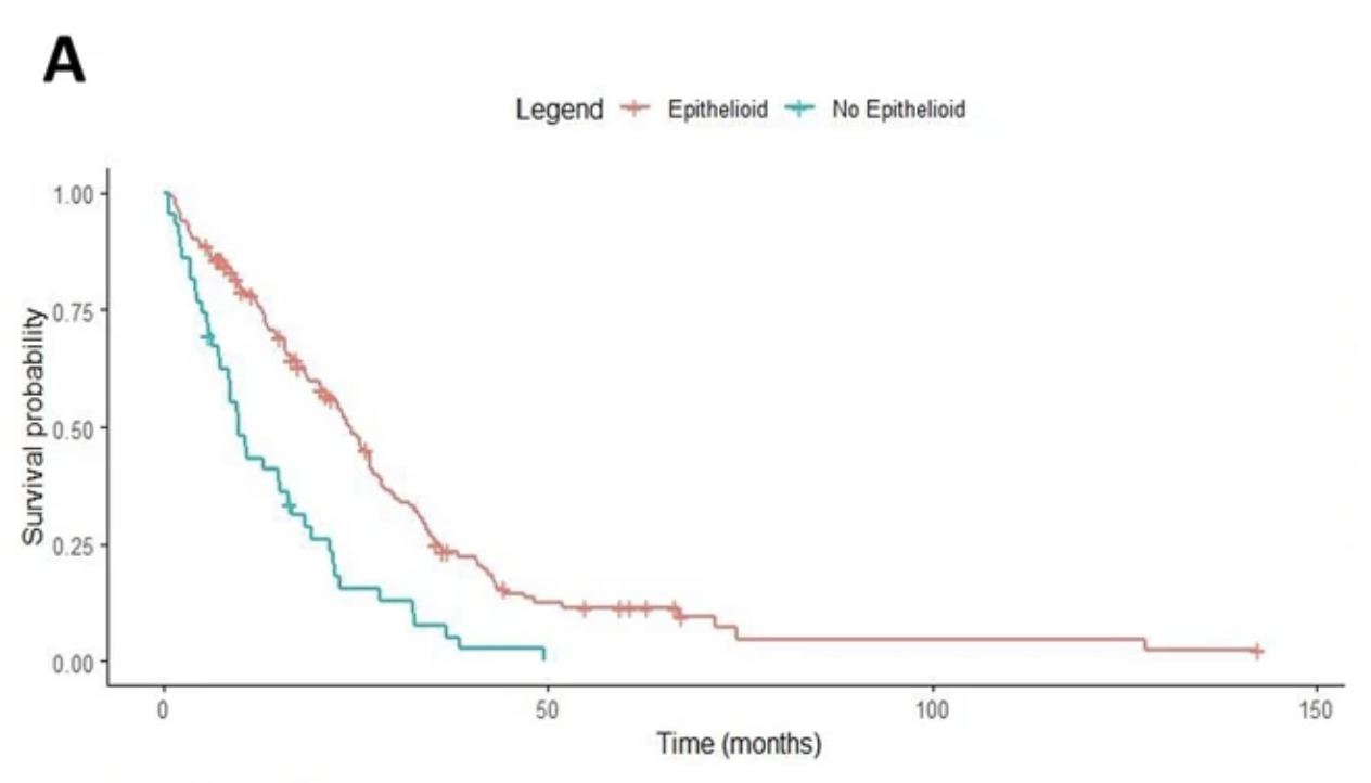 Kaplan–Meier survival curves comparing epithelioid vs. non-epithelioid mesothelioma over 150 months. Epithelioid patients show meaningfully longer survival probability.